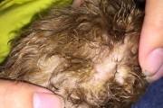 泰迪犬常见病症及其症状详解（探寻泰迪犬疾病的症状表现和医疗关键）