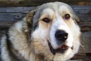 法兰德斯畜牧犬的完美饲养法（以宠物为主，一起打造幸福生活）