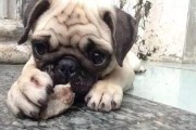 如何消除萨摩耶犬的口臭？（探究口臭成因，寻找解决方案）