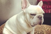 斗牛犬骨折怎么办？（宠物主人必读！全面解析斗牛犬骨折的处理方法）