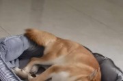 狗狗为什么不爱睡在狗窝里（寻找舒适和安全感，狗狗更偏好其他地方）