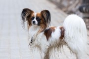如何训练蝴蝶犬在室外排便？（以宠物为主，简单易懂的训练技巧）