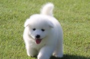如何做到完美饲养萨摩耶犬（三个关键点，让你的萨摩耶犬健康成长）