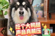 探究狗狗最佳饮食时间（为您的爱犬选择最合适的进餐时间）