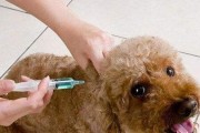 怀孕期间给狗打什么针？（狗狗怀孕期间免疫接种需知）