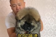 高加索犬的价格及饲养知识分享（高加索犬的市场价格、饲养技巧和注意事项）