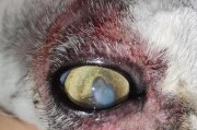 猫咪眼睑的问题（了解猫咪眼部问题的原因和处理方法）