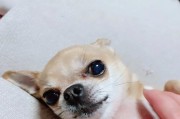 养狗不踩坑，了解吉娃娃的优缺点（挑战与可爱并存，吉娃娃饲养需要了解的事项）