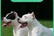 如何让杜高幼犬享受洗澡过程？（让宠物爱上洗澡，从这15个技巧开始！）