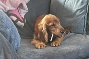 如何正确给可卡犬喂食（注意事项和建议）