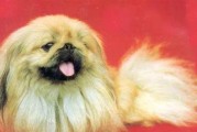 如何饲养健康的丝毛梗犬（从食物、运动到训练，打造完美的犬只生活）
