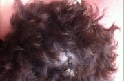 贵宾犬常见皮肤病（预防和治疗的关键，你需要知道的15个要点）