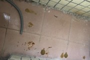 小猫拉黄水怎么办？（以宠物为主，用心养护）