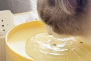月龄小猫的合理饮食安排（了解什么是小猫的主食，才能为它们提供最佳营养）