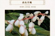 搭配桃母的绝佳选择（日本桃母与什么美食相得益彰）