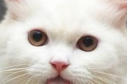 小猫舌苔发白是宠物疾病？（探究小猫舌苔发白的原因和治疗方法。）