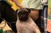 以巴哥犬咳嗽了，如何进行治疗？（如何帮助以巴哥犬缓解咳嗽，治疗的药物有哪些？）