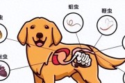 狗狗驱虫要怎么驱？市面上常见驱虫药成分及对应药效