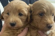 泰迪犬生长变化（探寻泰迪犬生长过程中体型变化的奥秘）