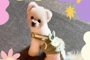比熊为何舔肛门？（探究比熊舔肛门的原因及相关问题）
