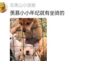 为什么狗不爱睁眼睛？（探究狗不爱睁眼睛的原因及解决方法）