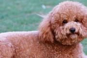 贵宾犬常见疾病剖析（以宠物为主，教你保护爱犬健康）