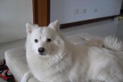 如何饲养日本狐狸犬？（掌握这些方法让你的宠物健康快乐）