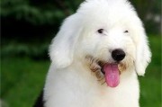 古代牧羊犬毛发护理全攻略（宠物养护必看，一手掌握毛发护理细节，避免犬只毛发问题）