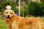 金毛犬罹患冠状病毒后如何应对（金毛犬冠状病毒治疗方案及日常护理指南）