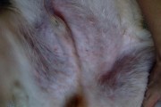 如何辨别狗狗过敏？（掌握15种症状，让宠物更健康。）