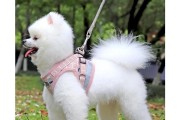 如何训练博美犬站着走（一步步教你让博美犬成为优雅的小公主/小王子）