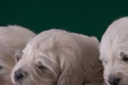 狗狗的合适睡眠时间是多少？（揭开宠物狗狗的睡眠之谜，了解其合适的睡眠时间）