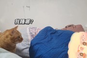 猫妈妈带领小猫们走向美梦的旅程（揭秘猫妈妈和小猫们的奇妙睡眠世界）