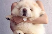 如何正确给松狮犬洗澡（宠物护理的必修课，松狮犬洗澡的注意事项）