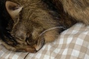 喂养老猫和无牙猫咪的专业技巧（为您的老猫或无牙猫咪提供适当的饮食和关怀）