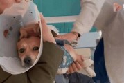 泰迪犬的养护之针剂接种（保护泰迪犬健康的关键——正确的针剂接种）