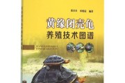 黄缘龟的生殖特征及繁殖方法（黄缘龟生蛋的周期与孵化技巧）