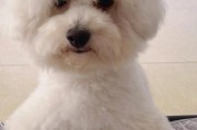 比熊狗毛的变卷与演变（从直发到卷发的比熊狗毛变化及原因）
