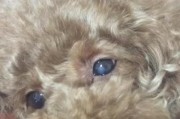 狗狗的寿命究竟有多长？（揭秘狗狗寿命的关键因素与延长方法）