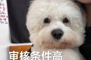 比熊宠物的疫苗接种指南（比熊打疫苗的6大注意事项及相关要求）
