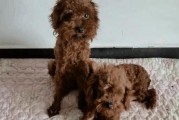 小狗泰迪不能吃什么东西？（了解泰迪禁食，宠物健康无忧！）