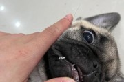 从牙齿看狗狗年龄（掌握狗狗年龄的方法与技巧）