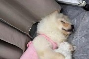 长得像猫的狗——奇特的中华田园犬（一种迷人的狗品种，结合了猫咪的优雅与狗狗的忠诚）