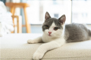 猫咪能不能吃人类的食物？猫咪绝对不能碰的10类人类食物