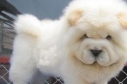如何挑选一只适合你的松狮？（基于性格、健康和生活方式的选择秘籍）