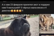 掌握松狮犬的饲养常识，助其健康成长（如何正确饲养倔强的松狮犬）