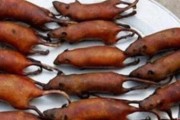 青海田鼠的饲养方法（了解饲养技巧，轻松养活青海田鼠）