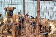 以马犬幼崽的特征及饲养要点（了解以马犬幼崽，给它们提供一个健康快乐的成长环境）