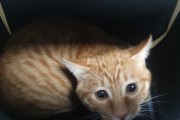 猫如何通过咪咪声和肢体语言传递信息（猫语言的奥秘揭秘）