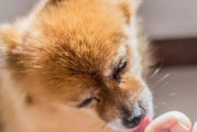 狗狗眼屎清理必备知识（宠物主人必读，掌握清理眼屎的正确方法）